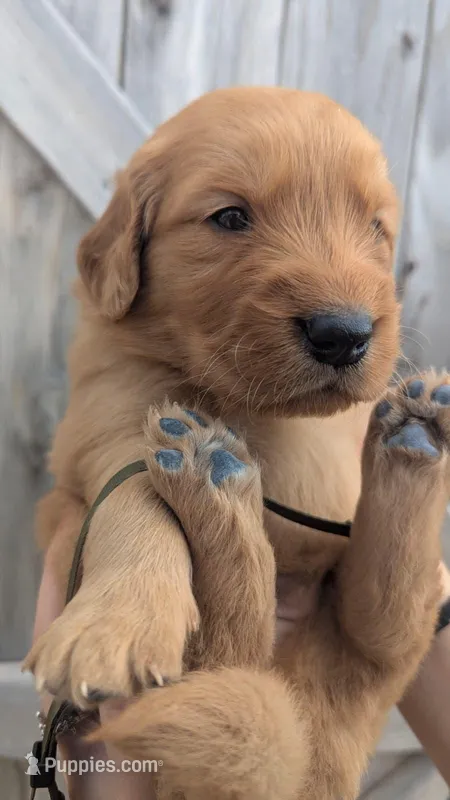 Buddy  – Golden Retriever puppy for sale in San Angelo, TX