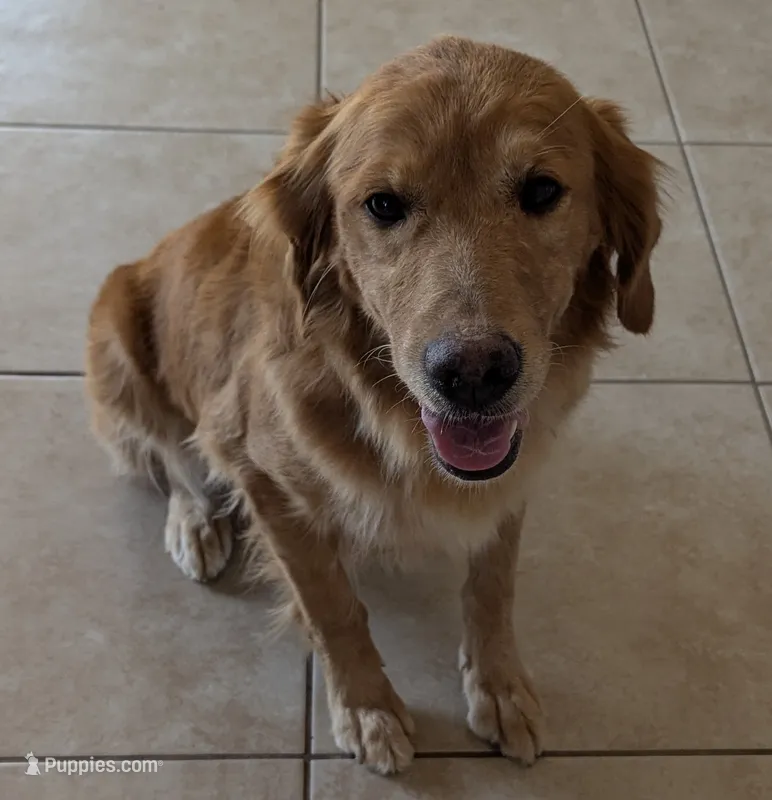 Lulu  – Golden Retriever puppy for sale in San Angelo, TX