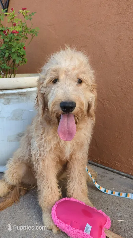 Yoli – Goldendoodle, Poodle - Standard  puppy for sale in San Angelo, TX