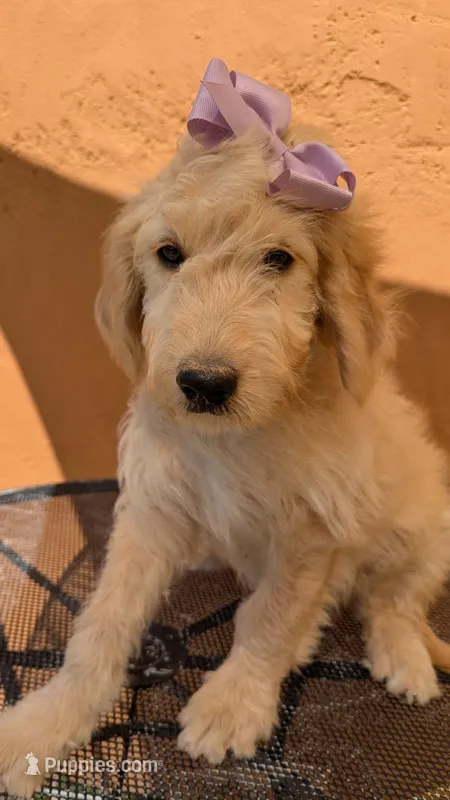 Yoli – Goldendoodle, Poodle - Standard  puppy for sale in San Angelo, TX