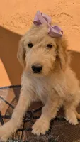 Yoli, a female Goldendoodle and Poodle - Standard  for sale in San Angelo, TX – 1 of 5