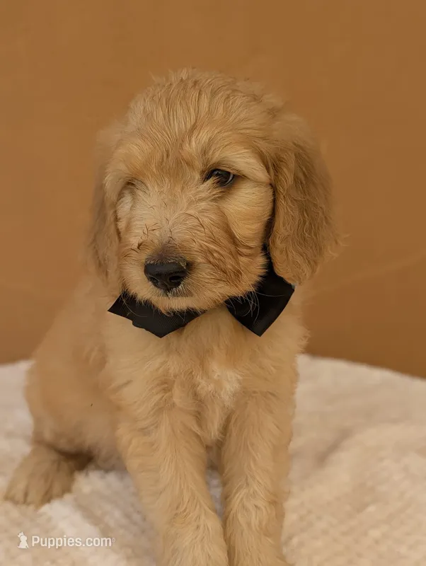 Ian – Goldendoodle, Poodle - Standard  puppy for sale in San Angelo, TX