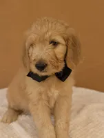 Ian, a male Goldendoodle and Poodle - Standard  for sale in San Angelo, TX – 1 of 4
