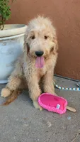 Yoli, a female Goldendoodle and Poodle - Standard  for sale in San Angelo, TX – 4 of 5