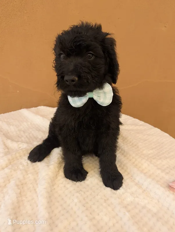 Roscoe  – Goldendoodle, Poodle - Standard  puppy for sale in San Angelo, TX