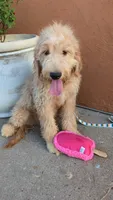 Yoli, a female Goldendoodle and Poodle - Standard  for sale in San Angelo, TX – 3 of 5
