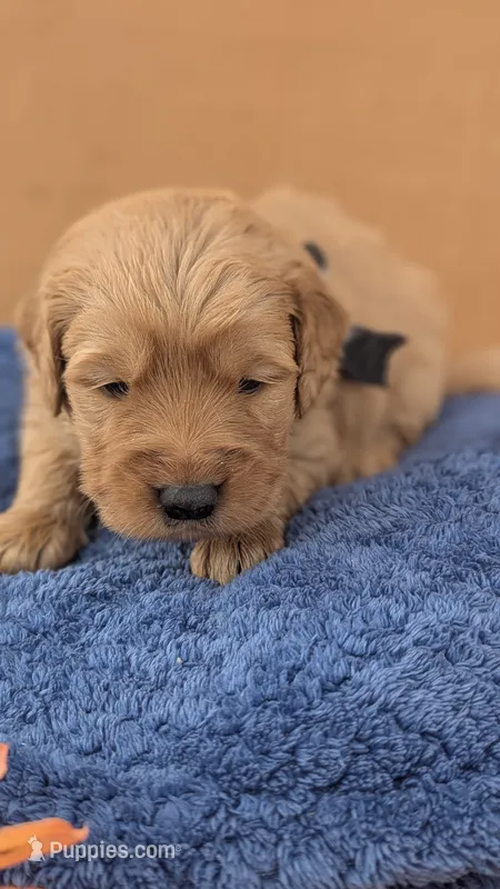Chuck  – Golden Retriever puppy for sale in San Angelo, TX