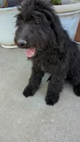 Dayanna , a female Goldendoodle and Golden Retriever for sale in San Angelo, TX – 3 of 4