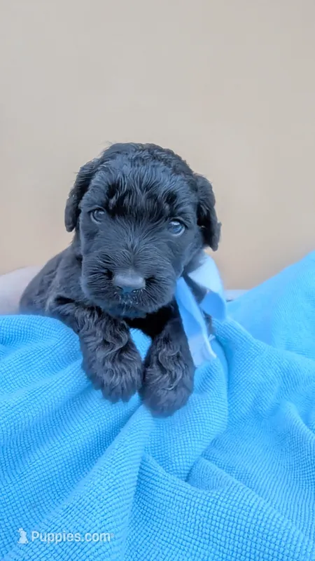 Roscoe  – Goldendoodle, Poodle - Standard  puppy for sale in San Angelo, TX