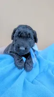 Roscoe , a male Goldendoodle and Poodle - Standard  for sale in San Angelo, TX – Photo 1 of 4