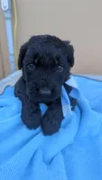 Roscoe , a male Goldendoodle and Poodle - Standard  for sale in San Angelo, TX – Photo 2 of 4