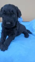 Roscoe , a male Goldendoodle and Poodle - Standard  for sale in San Angelo, TX – Photo 4 of 4
