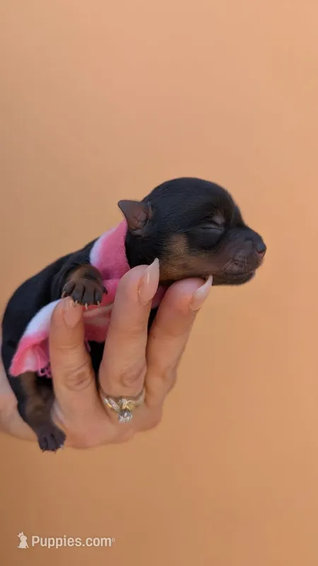 Diana  – Yorkshire Terrier puppy for sale in San Angelo, TX