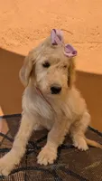 Yoli, a female Goldendoodle and Poodle - Standard  for sale in San Angelo, TX – 2 of 5