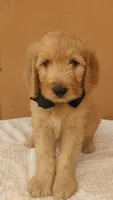 Ian, a male Goldendoodle and Poodle - Standard  for sale in San Angelo, TX – 2 of 4