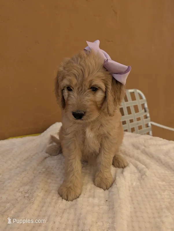 Yoli – Goldendoodle, Poodle - Standard  puppy for sale in San Angelo, TX