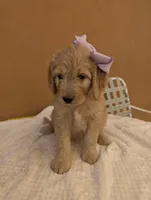 Yoli, a female Goldendoodle and Poodle - Standard  for sale in San Angelo, TX – 1 of 5