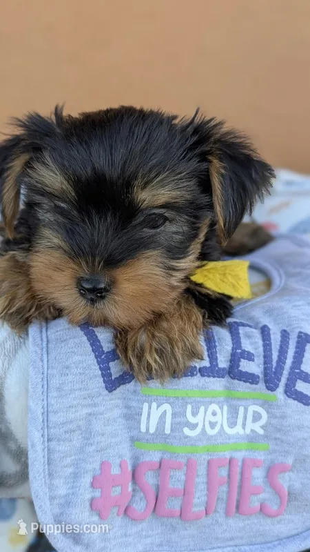 Captain  – Yorkshire Terrier puppy for sale in San Angelo, TX