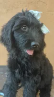 Dayanna , a female Goldendoodle and Golden Retriever for sale in San Angelo, TX – 2 of 4
