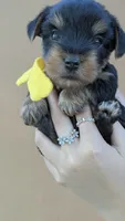 Captain , a male Yorkshire Terrier for sale in San Angelo, TX – 2 of 5