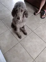 Oreo, a female Poodle - Standard  for sale in San Angelo, TX – Photo 7 of 7