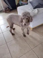 Oreo, a female Poodle - Standard  for sale in San Angelo, TX – Photo 2 of 7