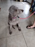 Oreo, a female Poodle - Standard  for sale in San Angelo, TX – Photo 6 of 7