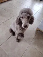 Oreo, a female Poodle - Standard  for sale in San Angelo, TX – Photo 1 of 7