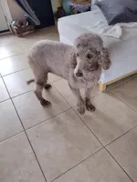 Oreo, a female Poodle - Standard  for sale in San Angelo, TX – Photo 4 of 7