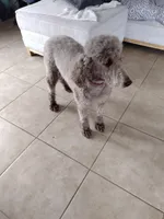 Oreo, a female Poodle - Standard  for sale in San Angelo, TX – Photo 5 of 7