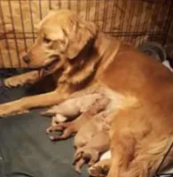 Lulu , a female Golden Retriever for sale in San Angelo, TX – 2 of 3