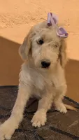 Yoli, a female Goldendoodle and Poodle - Standard  for sale in San Angelo, TX – 5 of 5