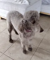 Oreo, a female Poodle - Standard  for sale in San Angelo, TX – 3 of 3