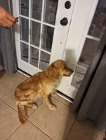 Lulu, a female Golden Retriever for sale in San Angelo, TX – Photo 2 of 2