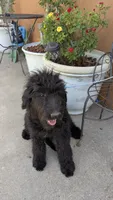 Dayanna , a female Goldendoodle and Golden Retriever for sale in San Angelo, TX – 4 of 4