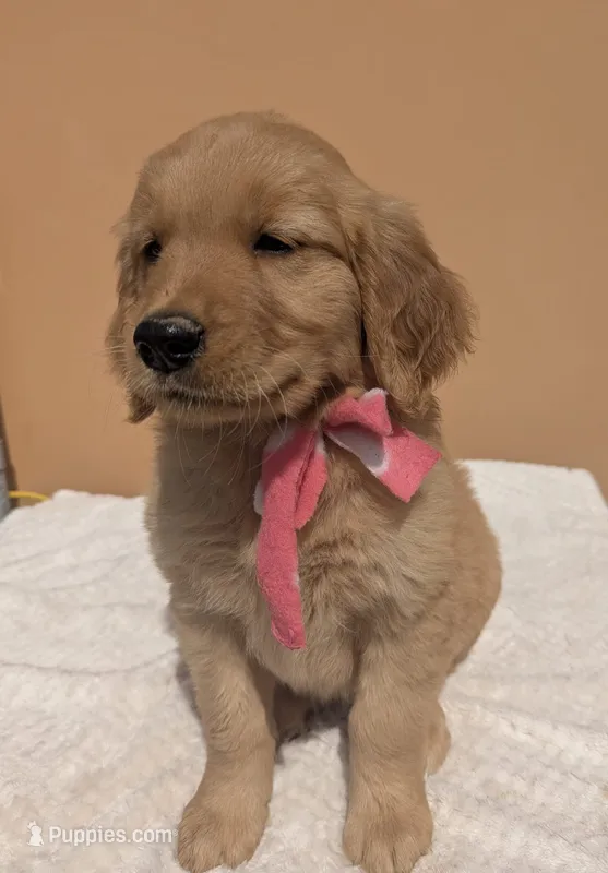 Abbey  – Golden Retriever puppy for sale in San Angelo, TX