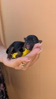 Captain , a male Yorkshire Terrier for sale in San Angelo, TX – 3 of 3