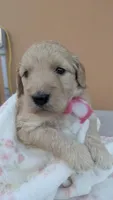 Dory , a female Goldendoodle for sale in San Angelo, TX – Photo 4 of 4