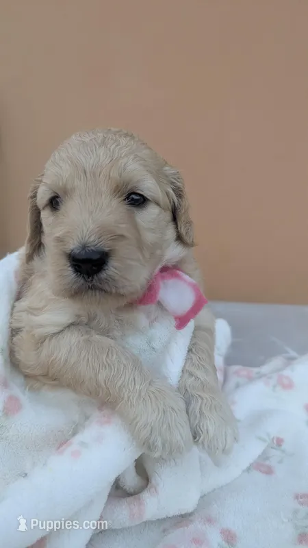 Dory  – Goldendoodle puppy for sale in San Angelo, TX