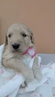 Dory , a female Goldendoodle for sale in San Angelo, TX – Photo 1 of 4