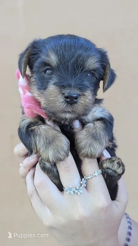 Diana  – Yorkshire Terrier puppy for sale in San Angelo, TX