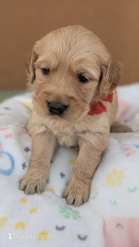 Zoey  – Golden Retriever puppy for sale in San Angelo, TX