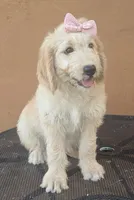 Brandie , a female Goldendoodle and Poodle - Standard  for sale in San Angelo, TX – 5 of 5