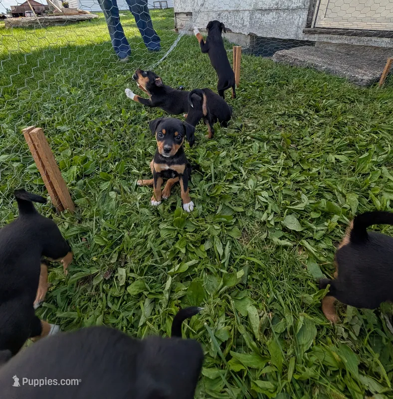 Rita  – English Shepherd puppy for sale in Arthur, IL