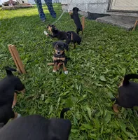 Rita , a female English Shepherd for sale in Arthur, IL – 1 of 5