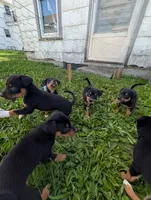 Rita , a female English Shepherd for sale in Arthur, IL – 2 of 5