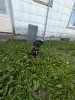 Rita , a female English Shepherd for sale in Arthur, IL – 4 of 5