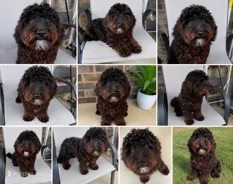 Shilo – Yorkipoo puppy for sale in Grand Prairie, TX