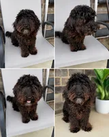 Shilo, a male Yorkipoo for sale in Grand Prairie, TX – 3 of 3