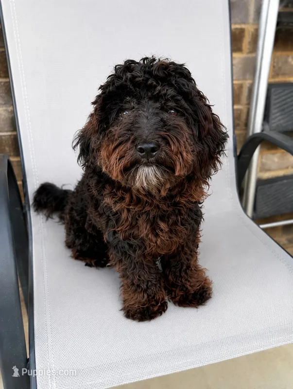 Shilo – Yorkipoo puppy for sale in Grand Prairie, TX